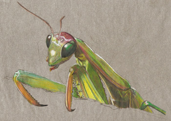 Original Art mantis